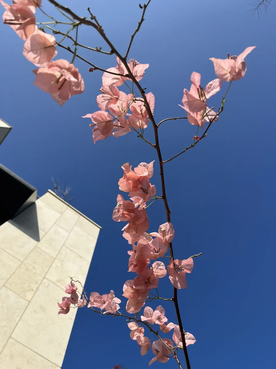 강남 직장인 클래스 건물의 루프탑, 꽃과 하늘이 보이는 전경